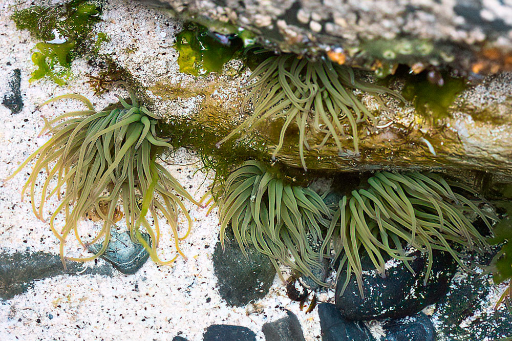 Snakelocks anemone